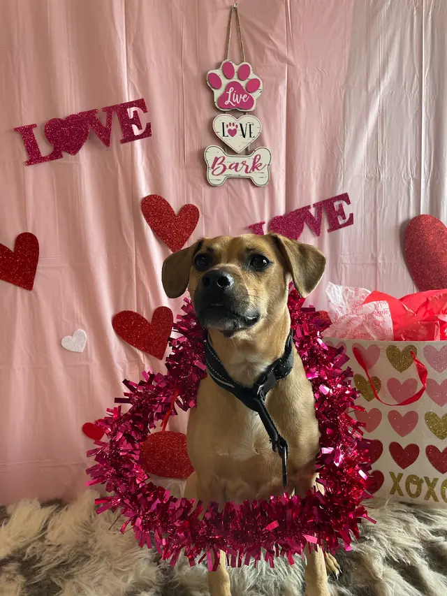 City Dogz ATL — photo from the business 4