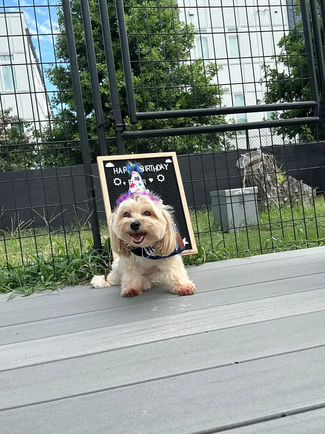 City Dogz ATL — photo from the business 9