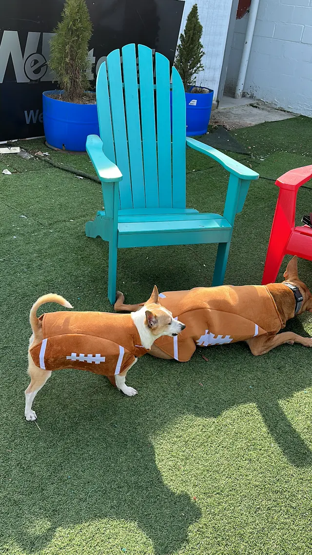 City Dogz ATL — photo from the business 7