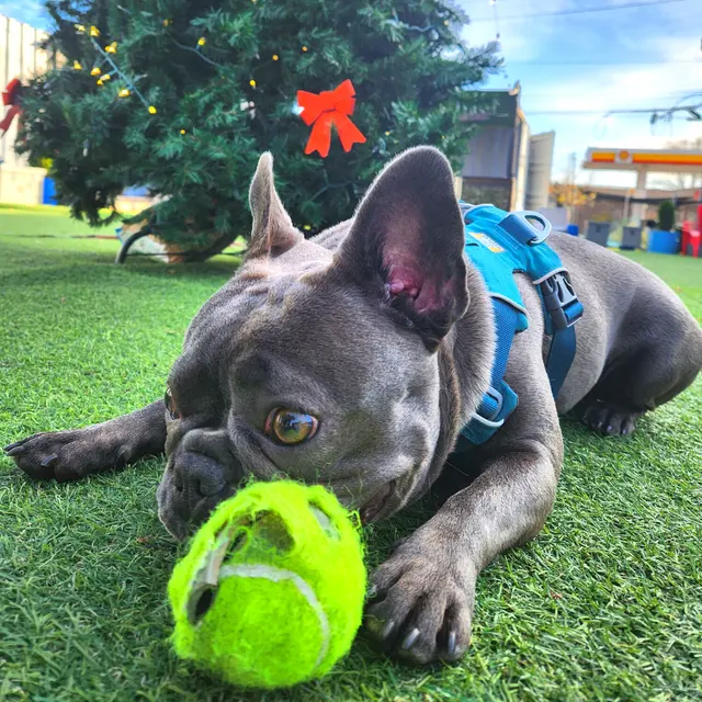 City Dogz ATL — photo from the business 11