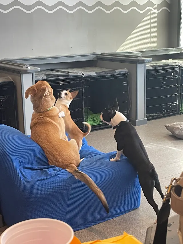 City Dogz ATL — photo from the business 3