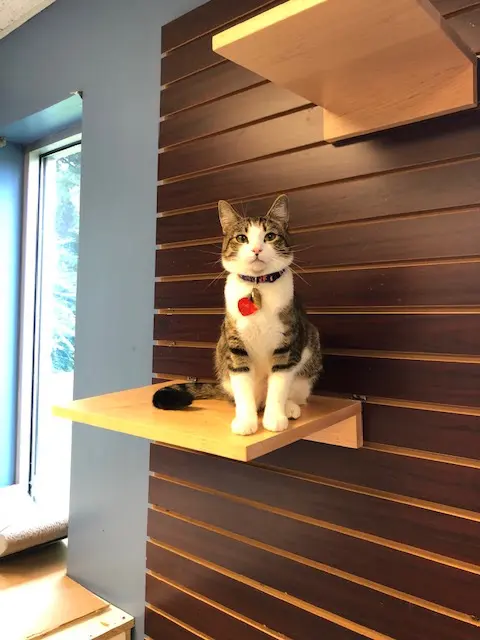 Whiskers on Kittens Boarding and Dog and Cat Grooming — photo from the business 5