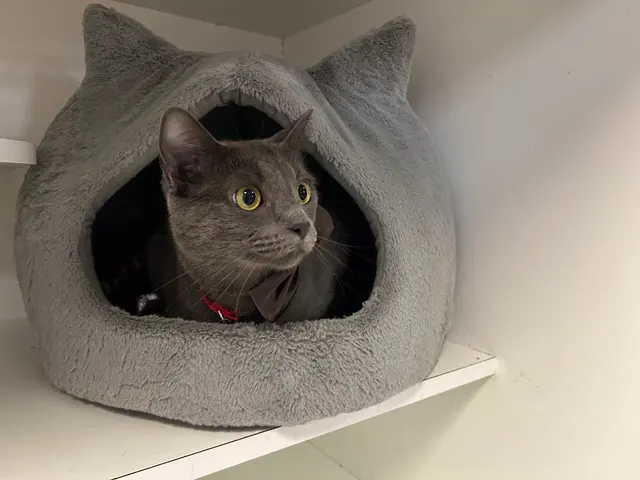 Whiskers on Kittens Boarding and Dog and Cat Grooming — customer photo 3