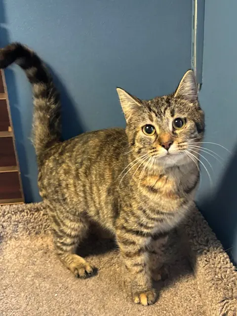 Whiskers on Kittens Boarding and Dog and Cat Grooming — photo from the business 2