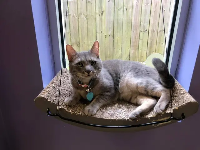 Whiskers on Kittens Boarding and Dog and Cat Grooming — photo from the business 11