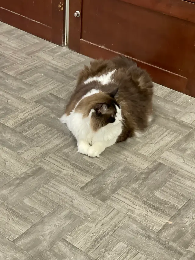 Whiskers on Kittens Boarding and Dog and Cat Grooming — customer photo 4