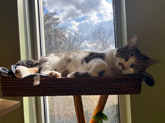 Whiskers on Kittens Boarding and Dog and Cat Grooming — photo from the business 12