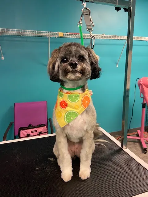 Whiskers on Kittens Boarding and Dog and Cat Grooming — photo from the business 9