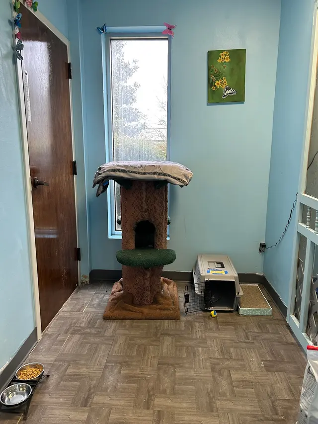 Whiskers on Kittens Boarding and Dog and Cat Grooming — photo from the business 6
