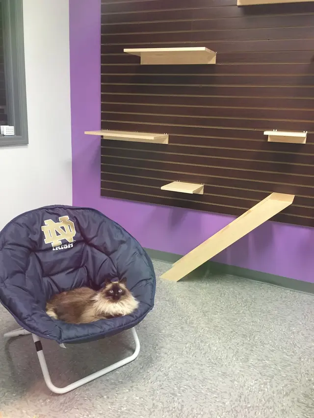 Whiskers on Kittens Boarding and Dog and Cat Grooming — photo from the business 8