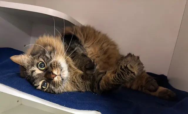Whiskers on Kittens Boarding and Dog and Cat Grooming — photo from the business 1