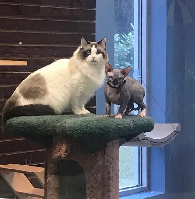 Whiskers on Kittens Boarding and Dog and Cat Grooming — photo from the business 10