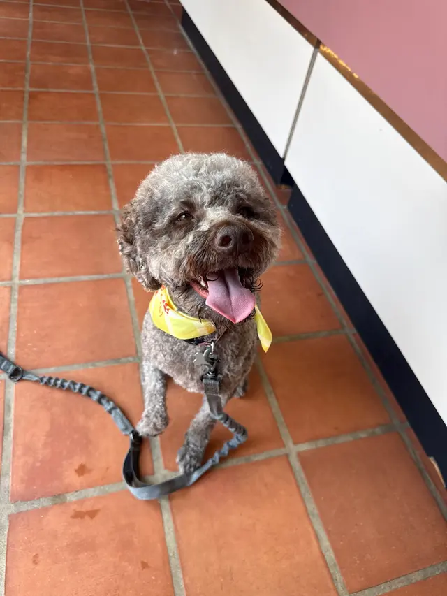 Robin's Groomingdales Dog Grooming Salon — customer photo 3