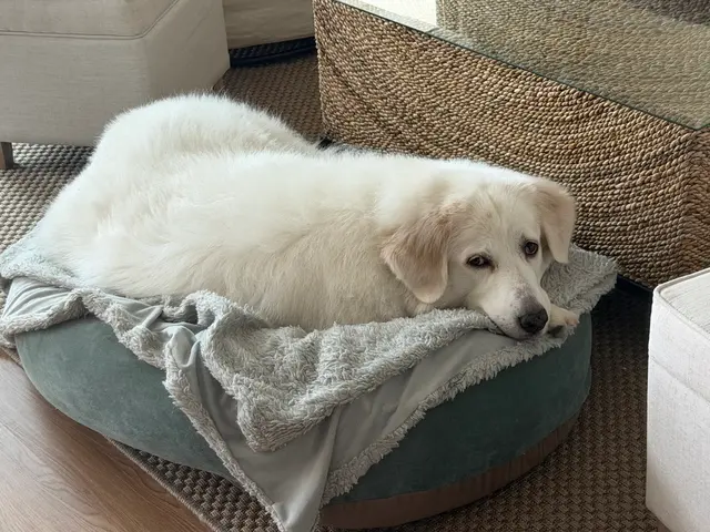 Robin's Groomingdales Dog Grooming Salon — customer photo 5