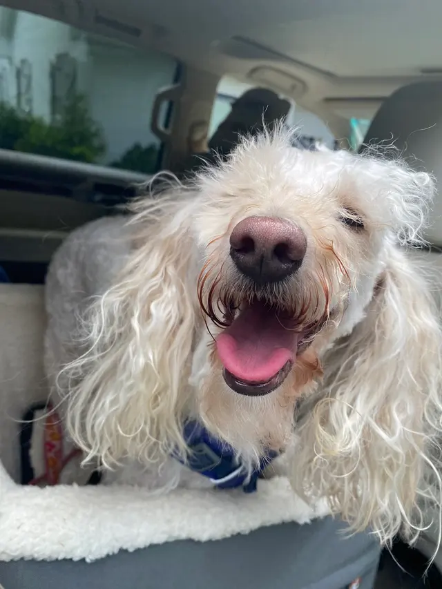 Robin's Groomingdales Dog Grooming Salon — customer photo 9