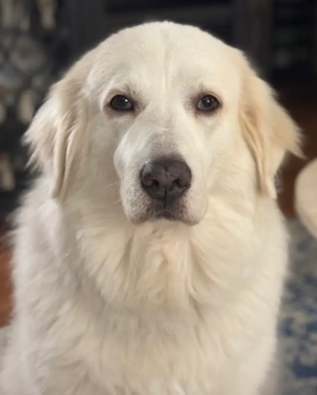 Robin's Groomingdales Dog Grooming Salon — customer photo 8