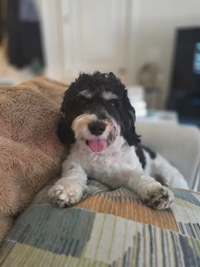 Robin's Groomingdales Dog Grooming Salon — customer photo 4