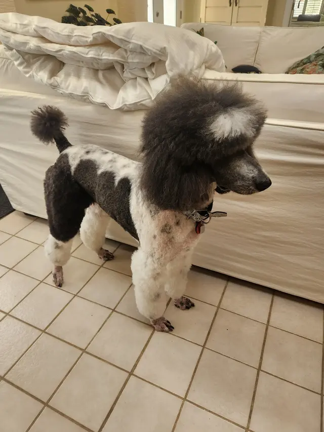 Robin's Groomingdales Dog Grooming Salon — customer photo 7