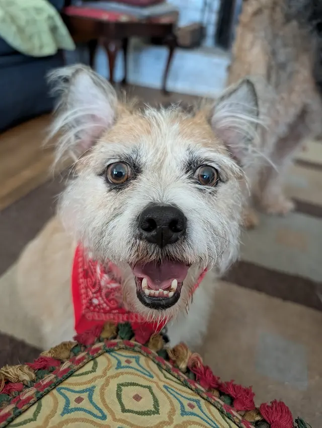 Robin's Groomingdales Dog Grooming Salon — customer photo 6