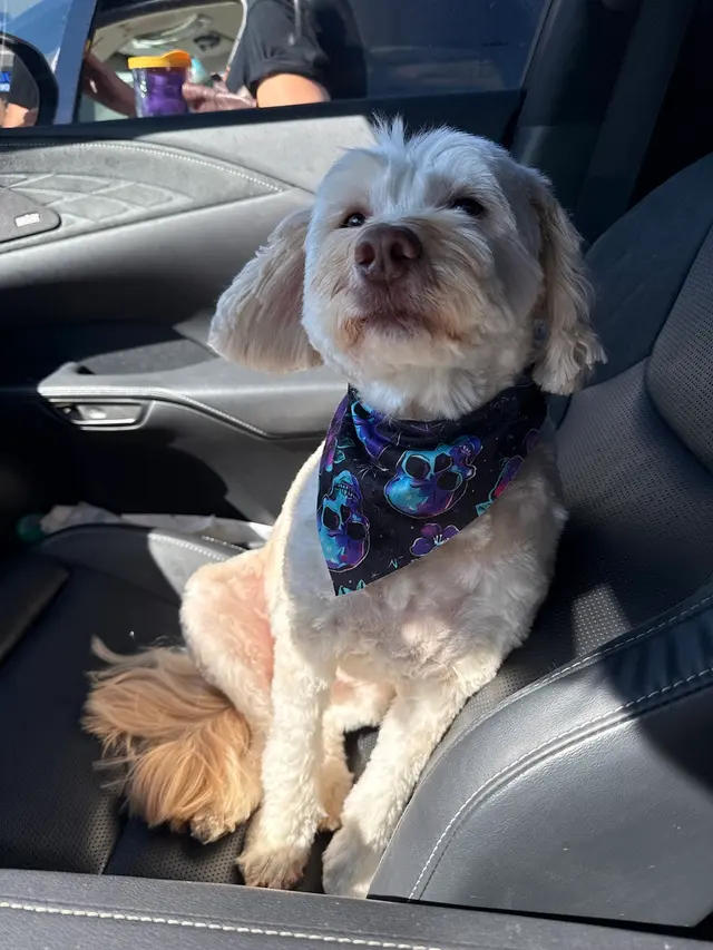 Robin's Groomingdales Dog Grooming Salon — customer photo 2