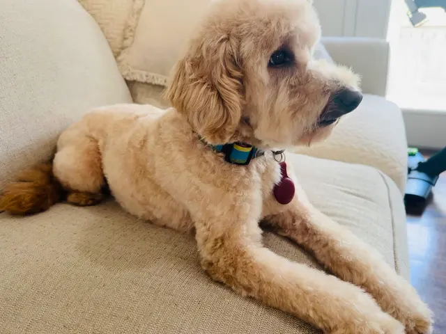 Fur Pets Mobile Grooming — customer photo 2