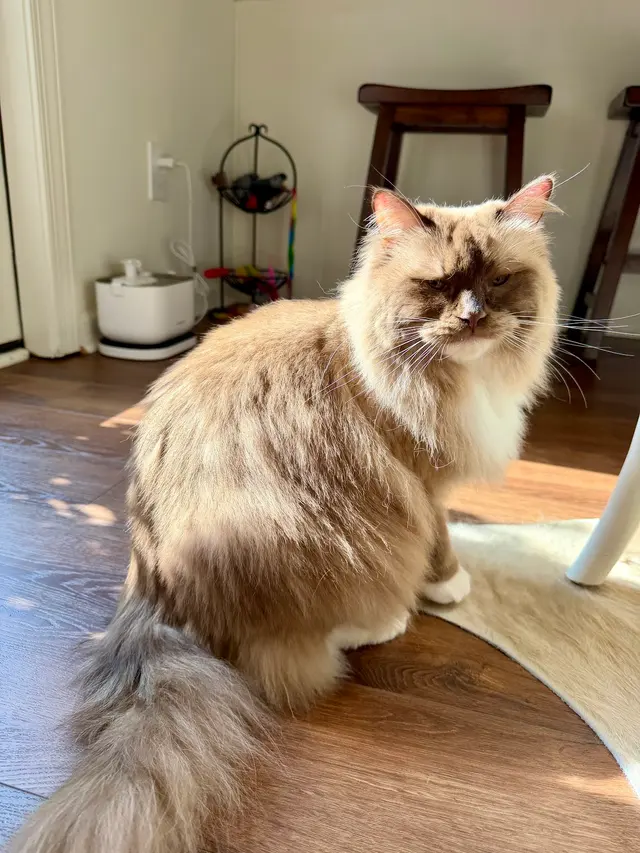 Fur Pets Mobile Grooming — customer photo 6