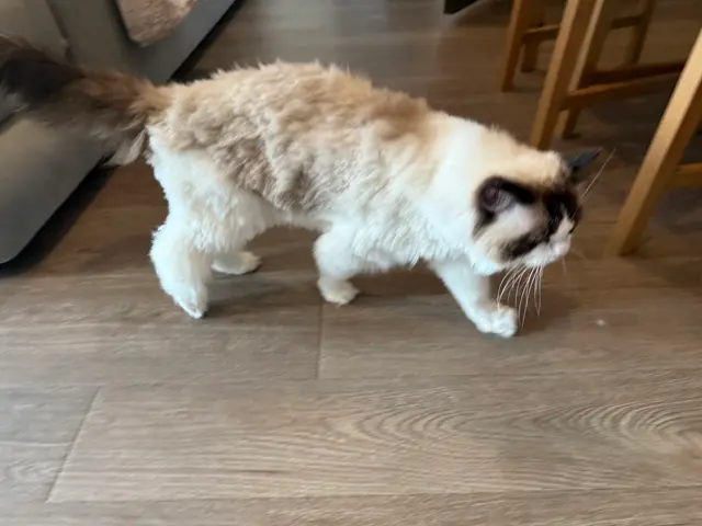 Fur Pets Mobile Grooming — customer photo 3