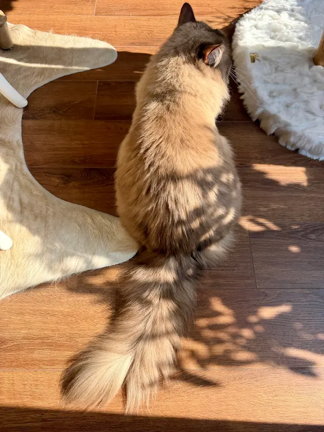 Customer photo of work by Fur Pets Mobile Grooming, from Laura Oliver's review