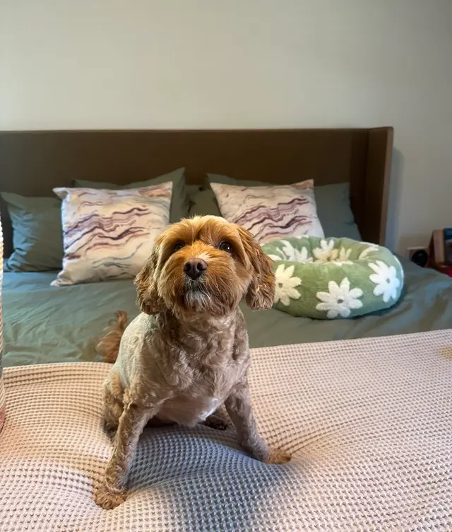 Fur Pets Mobile Grooming — customer photo 4