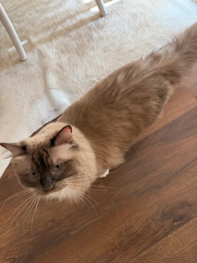 Fur Pets Mobile Grooming — customer photo 7