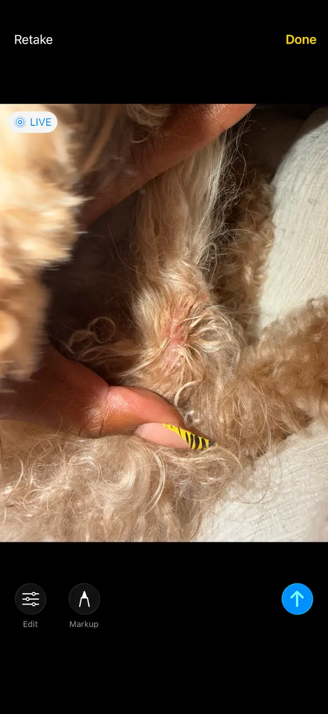 Customer photo of work by Fur Pets Mobile Grooming, from Ken Barb's review