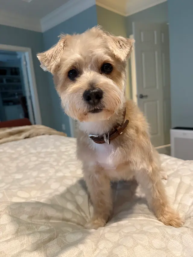 Fur Pets Mobile Grooming — customer photo 1