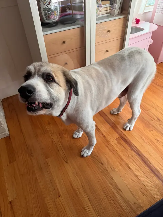 Fur Pets Mobile Grooming — customer photo 9