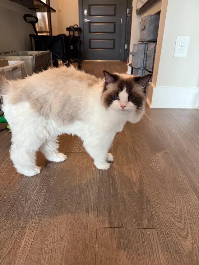 Fur Pets Mobile Grooming — customer photo 11