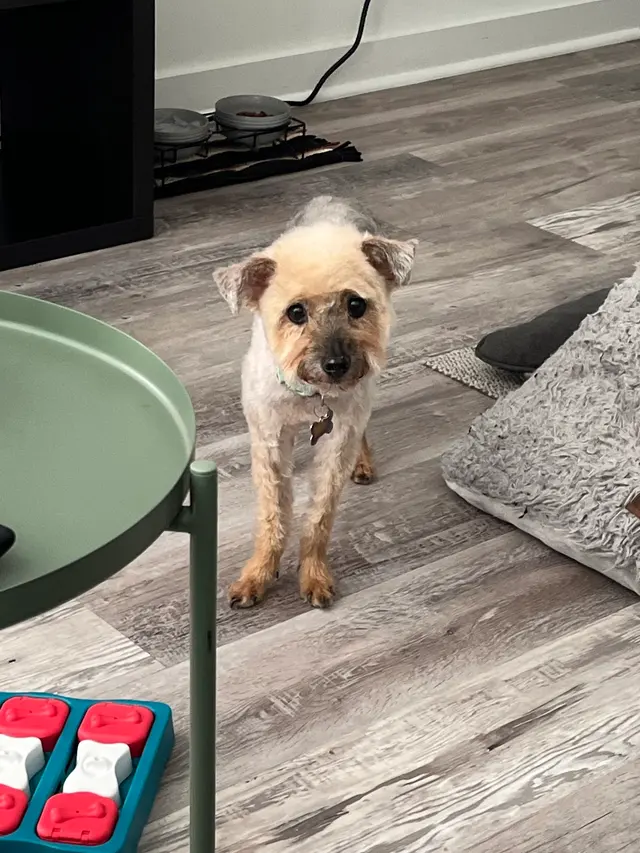 Fur Pets Mobile Grooming — customer photo 5