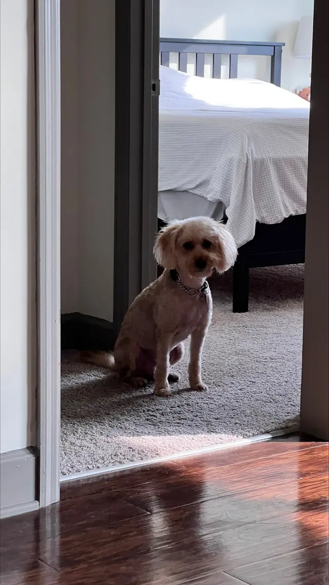 Fur Pets Mobile Grooming — customer photo 12
