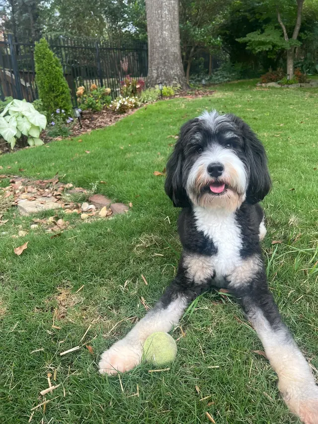 Fur Pets Mobile Grooming — customer photo 8