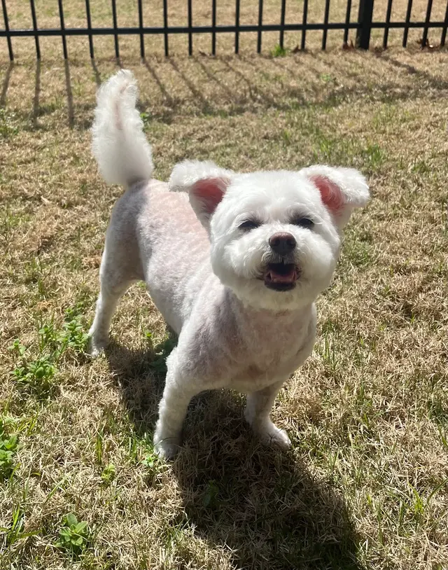 Fur Pets Mobile Grooming — customer photo 10