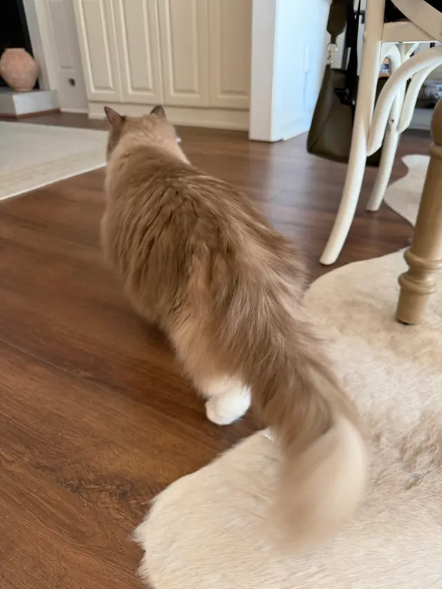 Customer photo of work by Fur Pets Mobile Grooming, from Laura Oliver's review