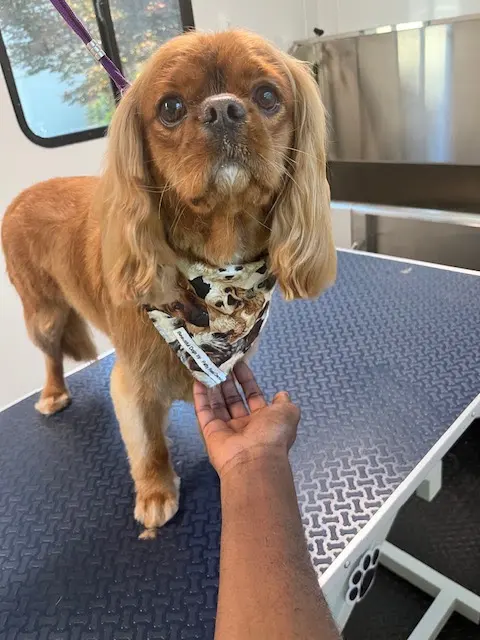 Jade's Mobile Pet Grooming llc — photo from the business 12