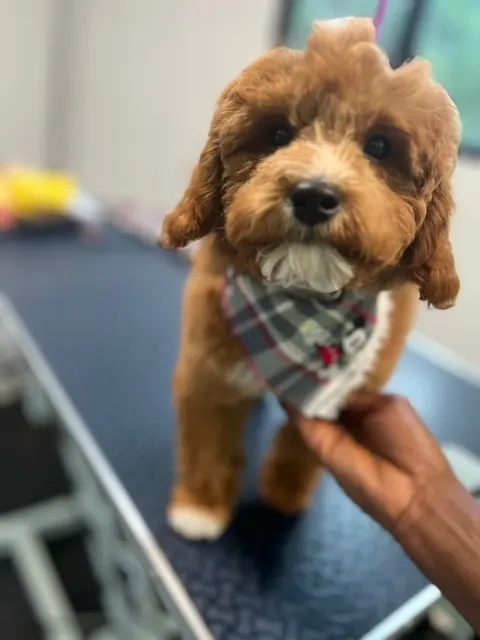 Jade's Mobile Pet Grooming llc — photo from the business 3