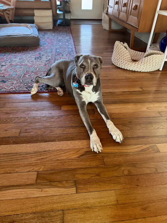 Customer photo of work by Jade's Mobile Pet Grooming llc, from Henry Dan's review