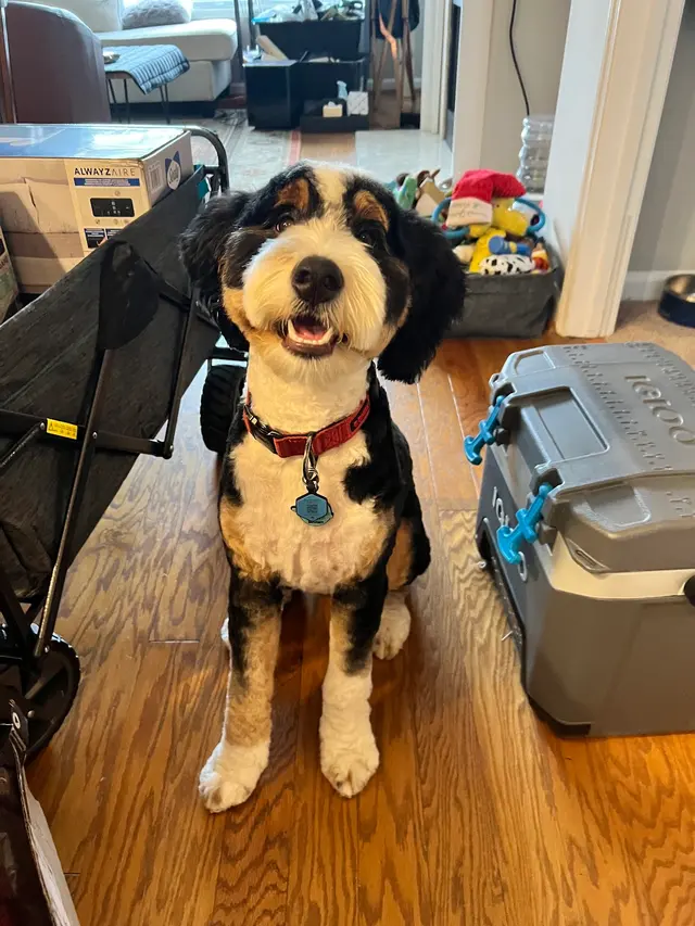 Jade's Mobile Pet Grooming llc — customer photo 8
