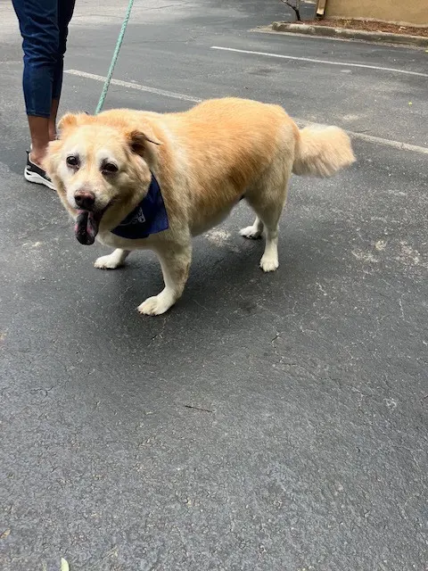 Jade's Mobile Pet Grooming llc — photo from the business 7