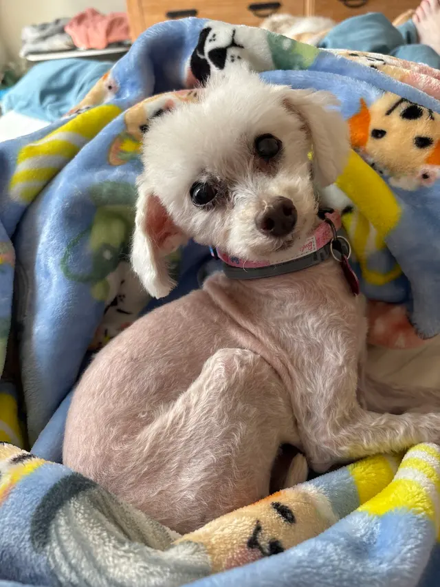 Jade's Mobile Pet Grooming llc — customer photo 4