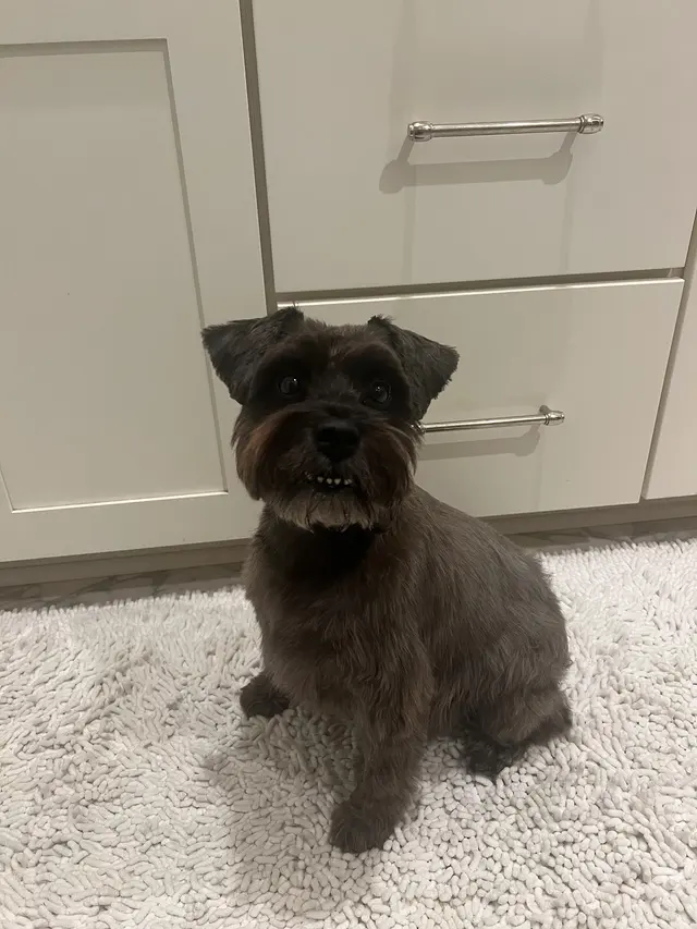 Jade's Mobile Pet Grooming llc — customer photo 11