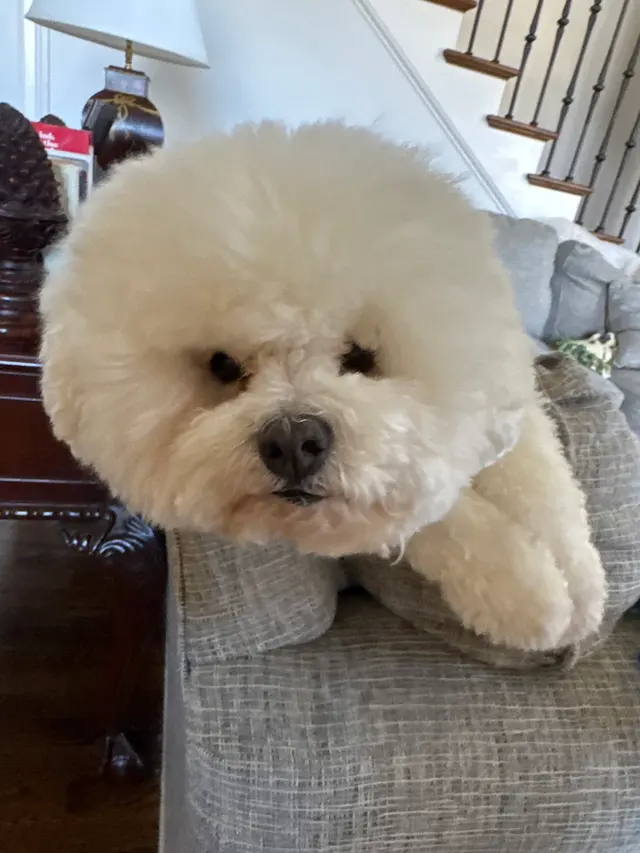 Jade's Mobile Pet Grooming llc — customer photo 9