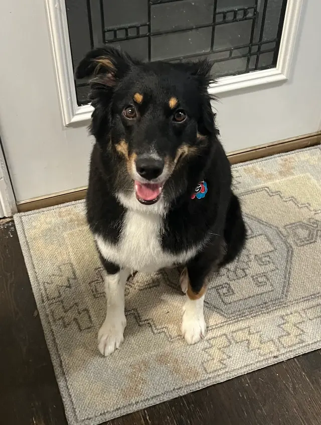 Jade's Mobile Pet Grooming llc — customer photo 10