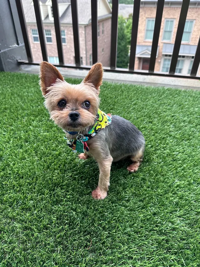 Jade's Mobile Pet Grooming llc — customer photo 6