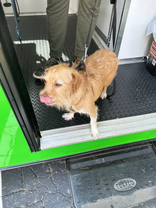 Jade's Mobile Pet Grooming llc — customer photo 5